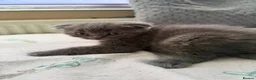 British Shorthair cats for sale: British shorthair - Advert 9