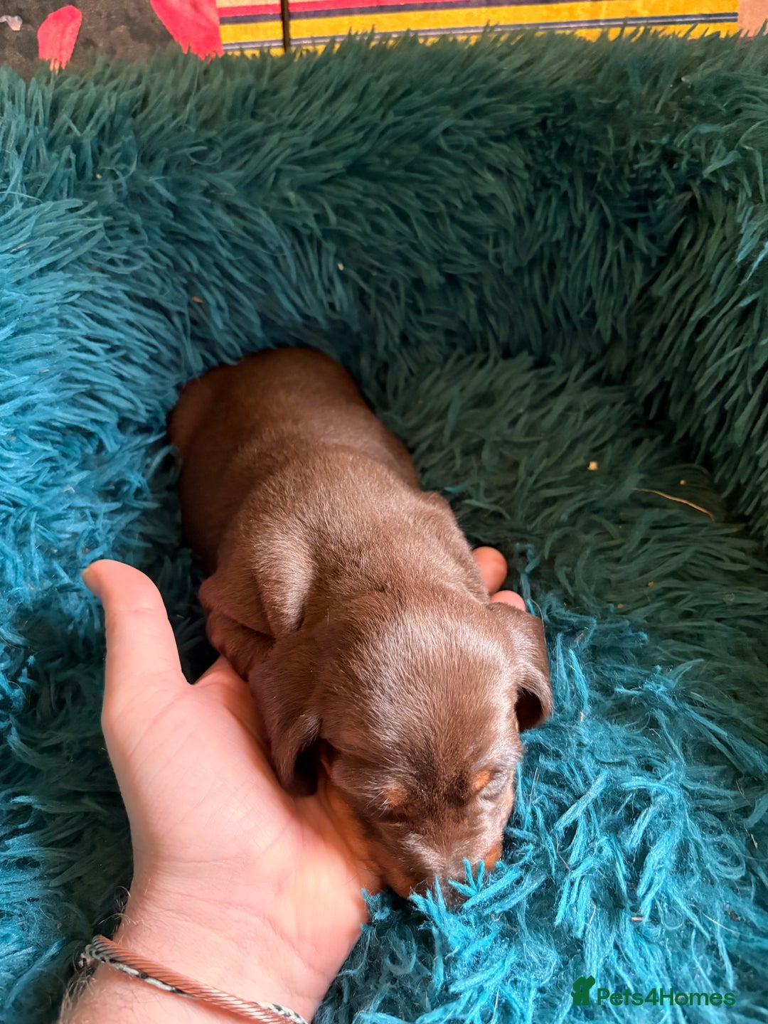 Dachshund dogs for sale: Miniature Smooth Haired Dachshunds  - Advert 3