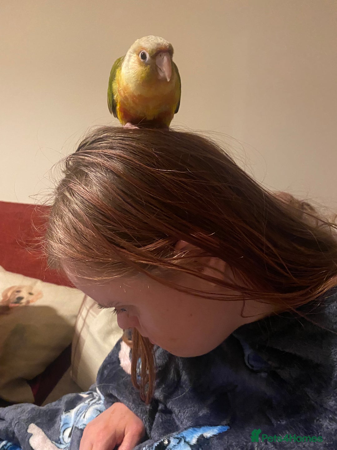 Conures birds for sale: Conure parrot  - Advert 3