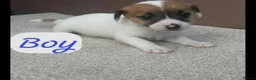Jack Russell dogs for sale: Jack Russel puppies  - Advert 4