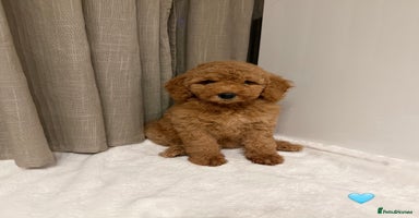 Australian Labradoodle dogs - Advert 8
