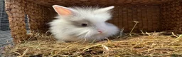 Lionhead rabbits for sale: Beautiful Lionhead Baby Rabbits❤️ in Newark - Advert 3