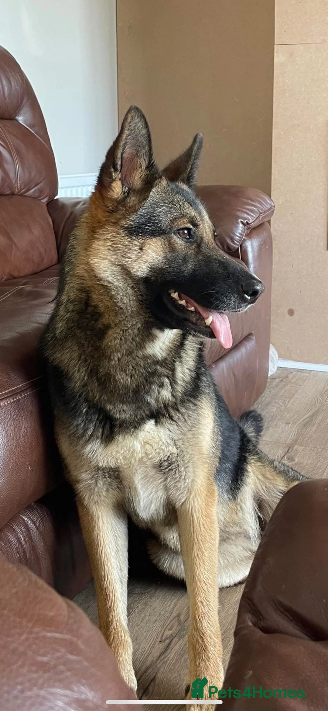 Shepsky dogs for sale: STUNNING SHEPSKY PUPPIES! - Advert 20