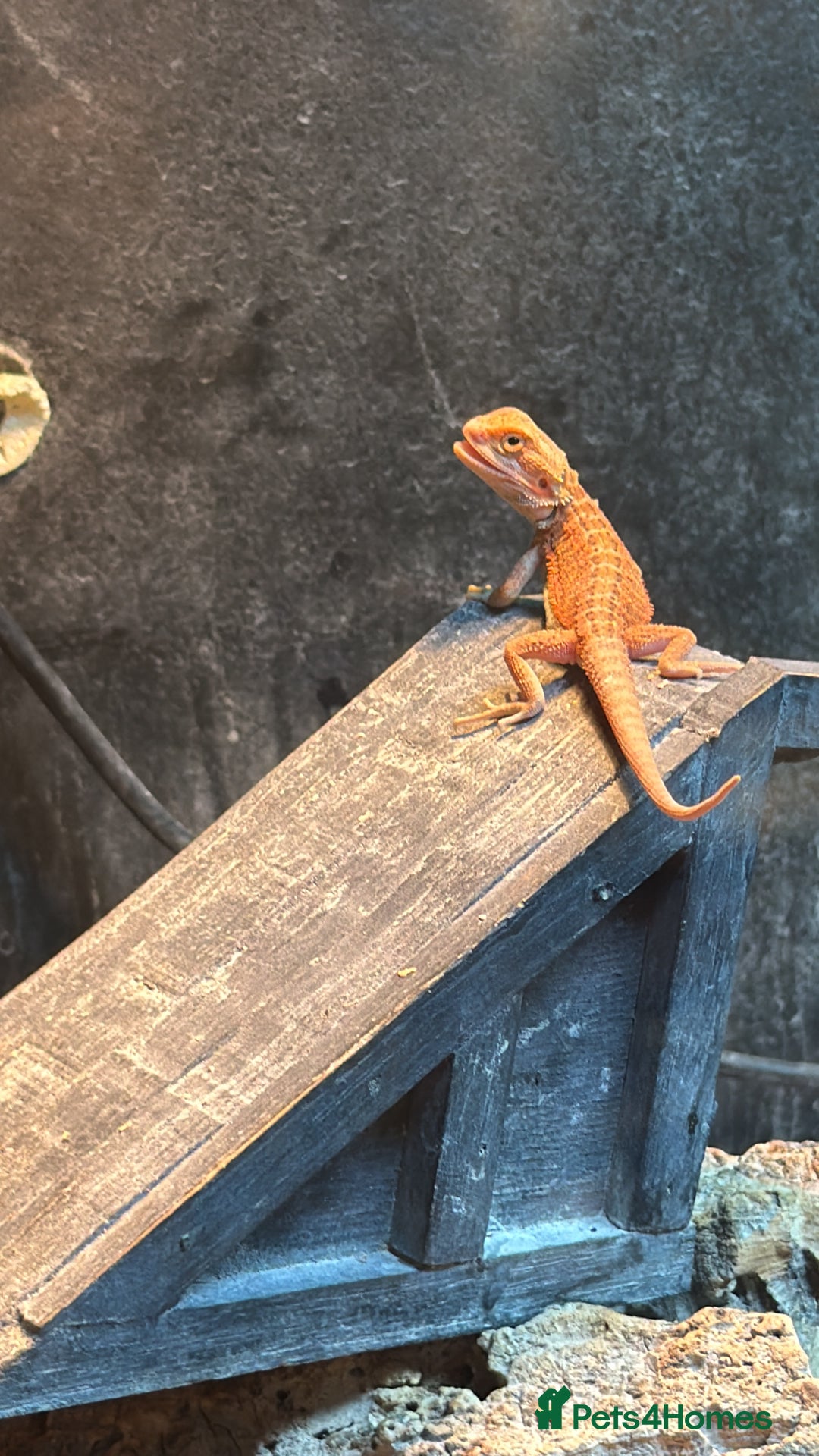 Bearded Dragon reptiles for sale: Red spiky morth Baby beared dragon has extra toe  - Advert 3