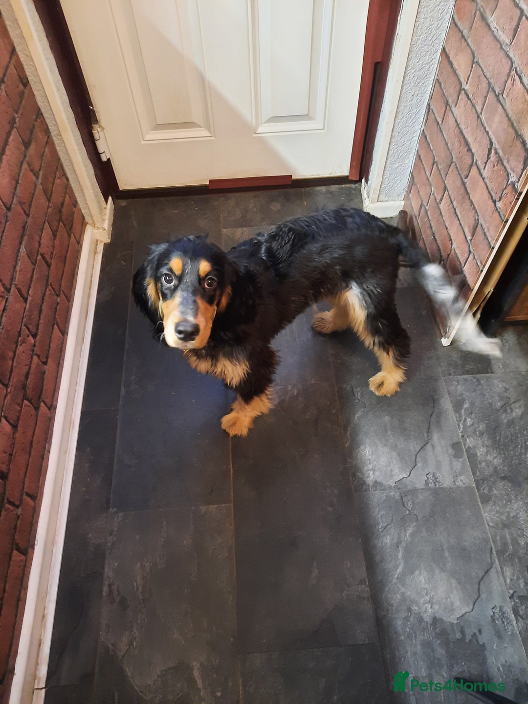 Cocker Spaniel dogs for sale: 6mnth Male Cocker Spaniel - Image 4