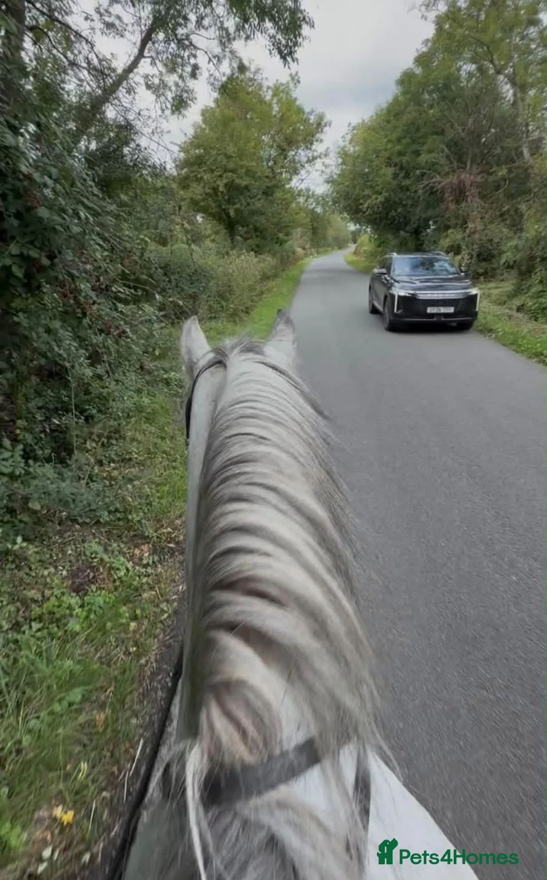 Connemara horses for sale: ❤️ Harper❤️ - Advert 2
