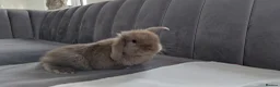 Mini Lop rabbits for sale: Gorgeous Baby Mini Lops for sale - Advert 5