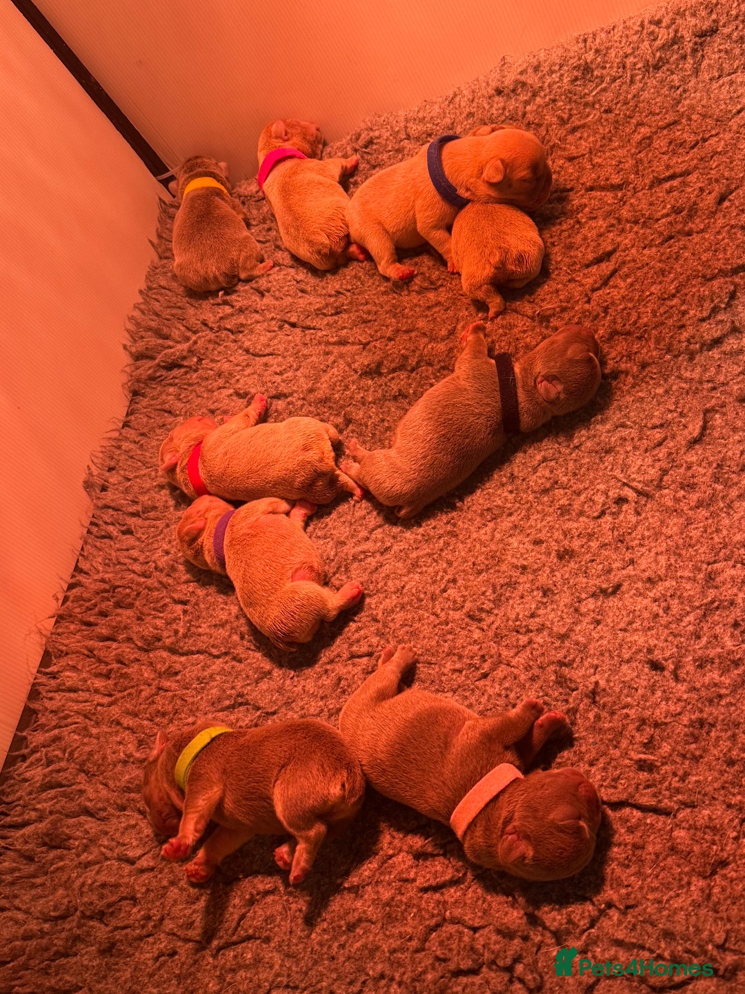 French Bulldog dogs for sale: French Bulldog Puppies  - Advert 29