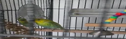 Budgerigars birds for sale: Male budgie - Advert 1