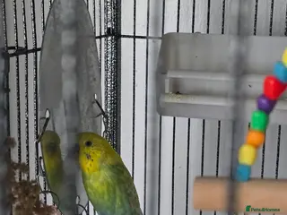 Budgerigars birds Male budgie - Advert 1