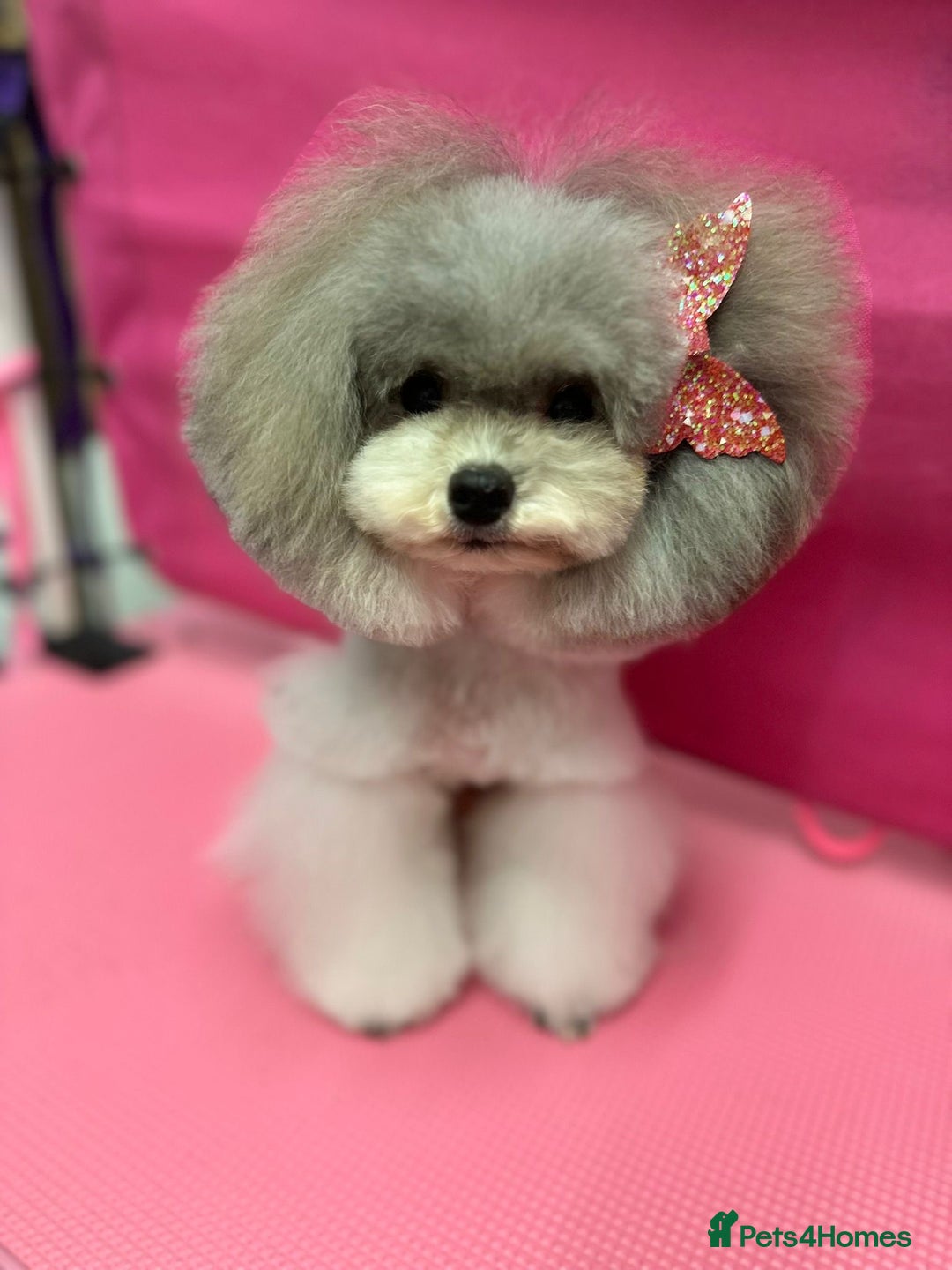 Cavapoo dogs for sale: Beautiful Rare F1b Cavapoos  - Advert 6