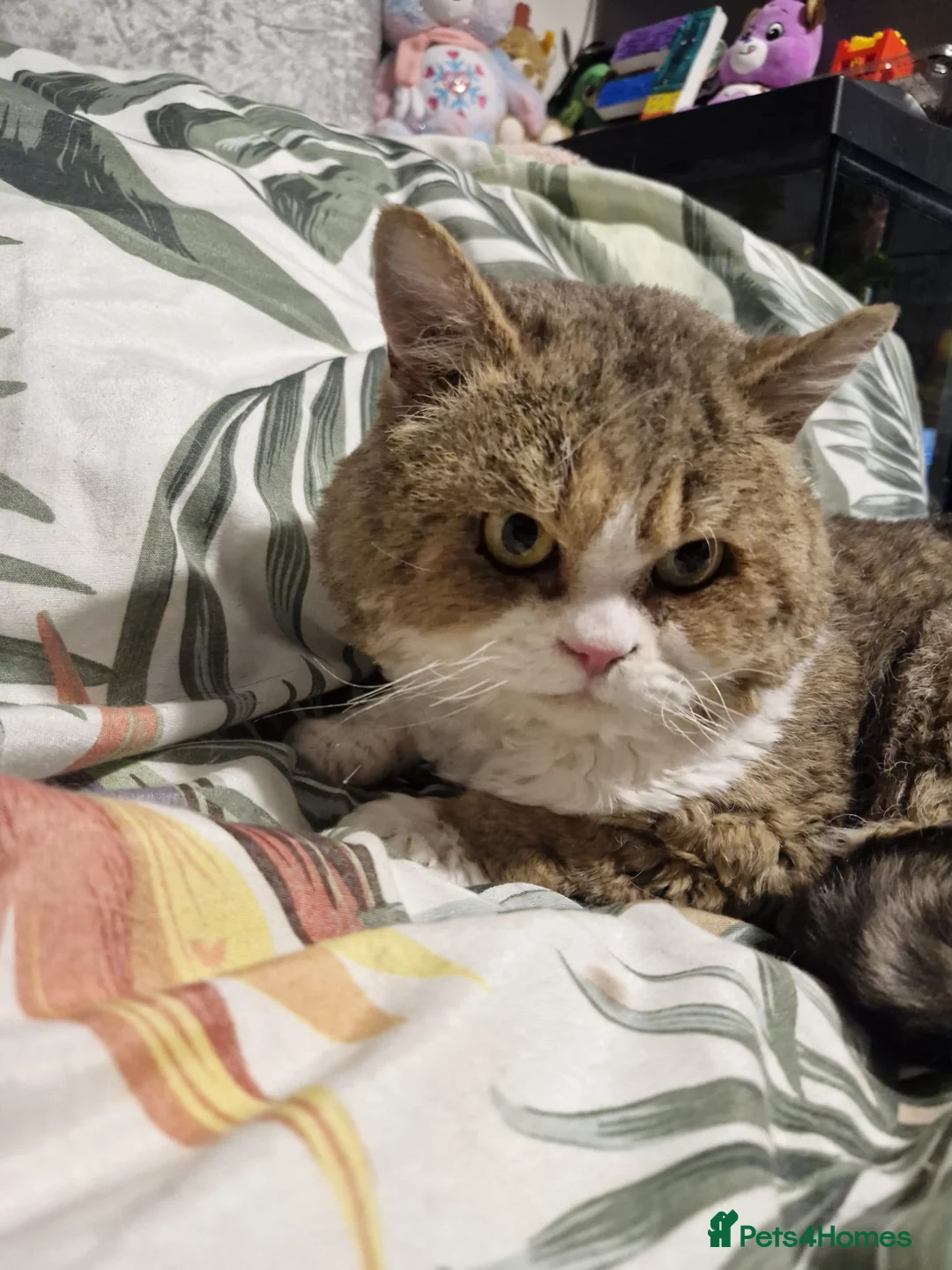 Selkirk Rex cats for sale: Stunning dual registered selkirk rex curly. - Advert 2