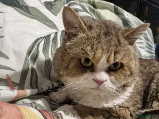 Selkirk Rex cats Stunning dual registered selkirk rex curly. - Advert 4