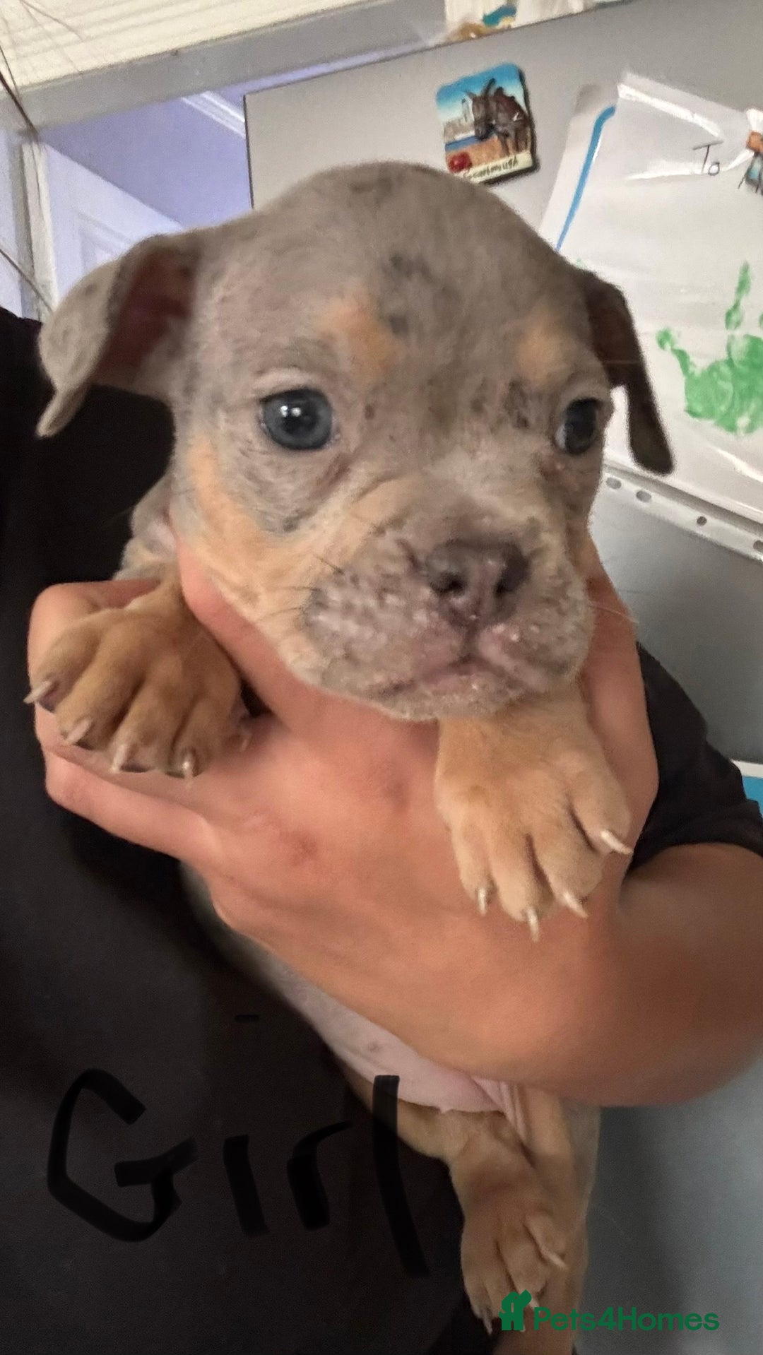 American Bully dogs for sale: Pocket bullies - Image 2