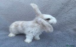 Mini Lop rabbits for sale: Purebred mini lops - Image 13