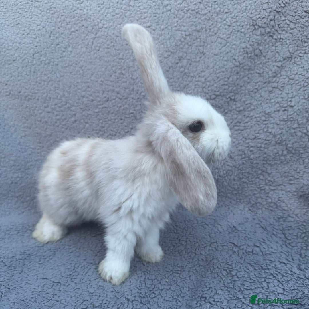 Mini Lop rabbits for sale: Purebred mini lops - Image 13