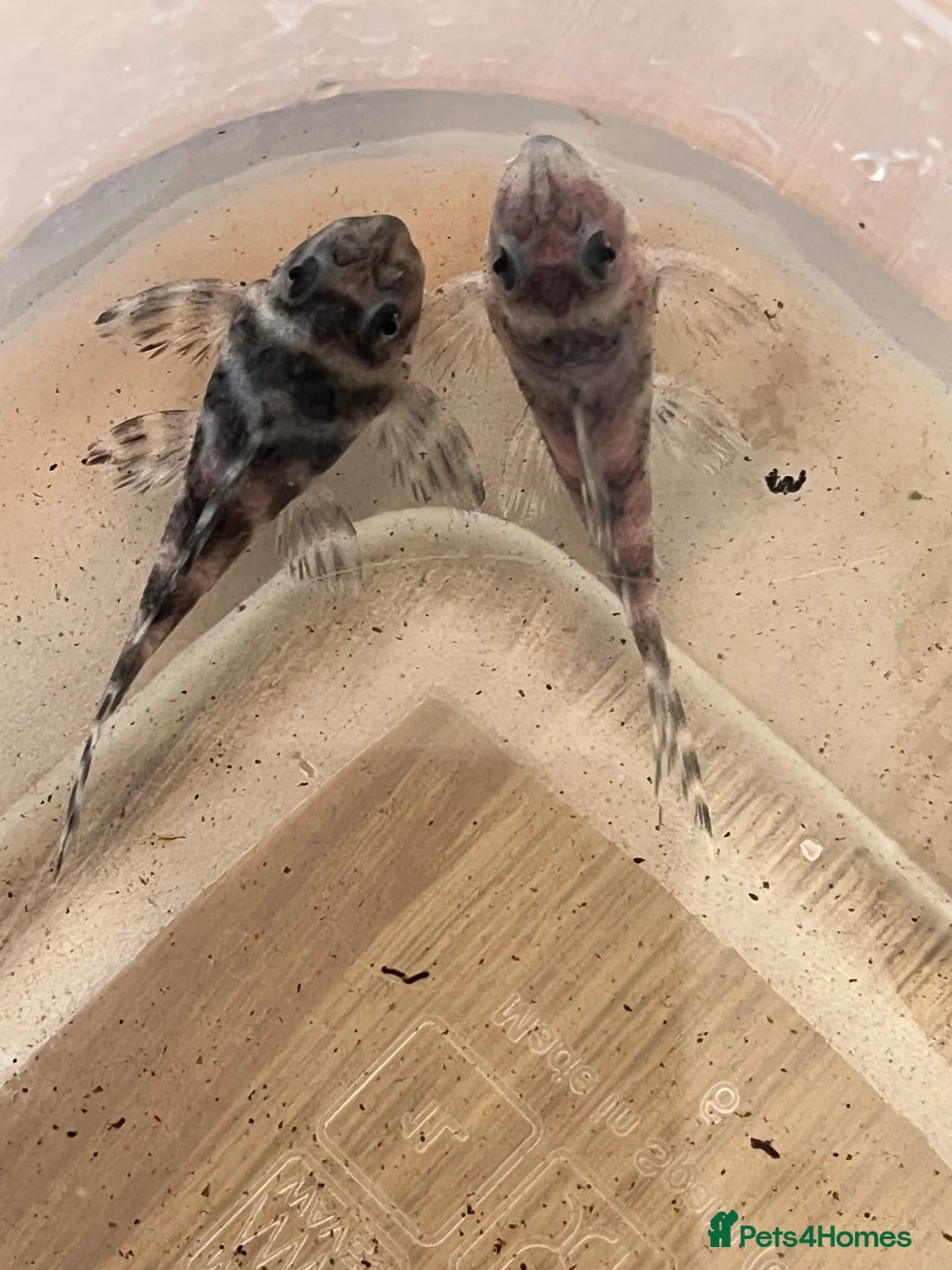 Plecos fish for sale: L333 Gurupa Pleco. Rare and really pretty.  - Advert 3