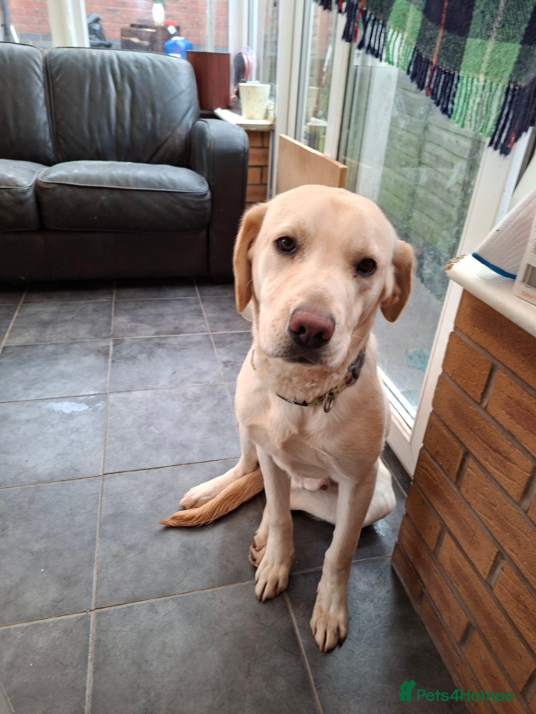 Labrador Retriever dogs for sale: Pluto 7 month old lab pup - Advert 5