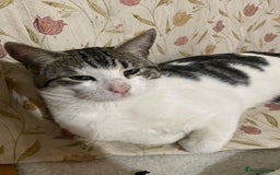 Mixed Breed cats for adoption: Missy is looking for an owner that loves her asap  - Image 2