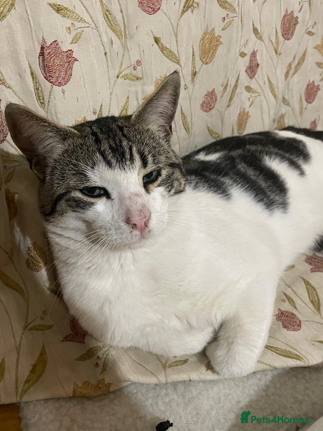 Mixed Breed cats for adoption: Missy is looking for an owner that loves her asap  - Image 2