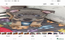Jack Russell dogs for sale: Miniature Wenlock jack russell terriers - Image 1
