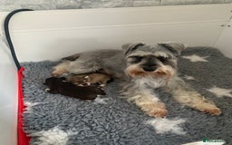 Miniature Schnauzer dogs for sale: KC BVA/MAC Chocolate Pepper Mini Schnauzers - Image 17