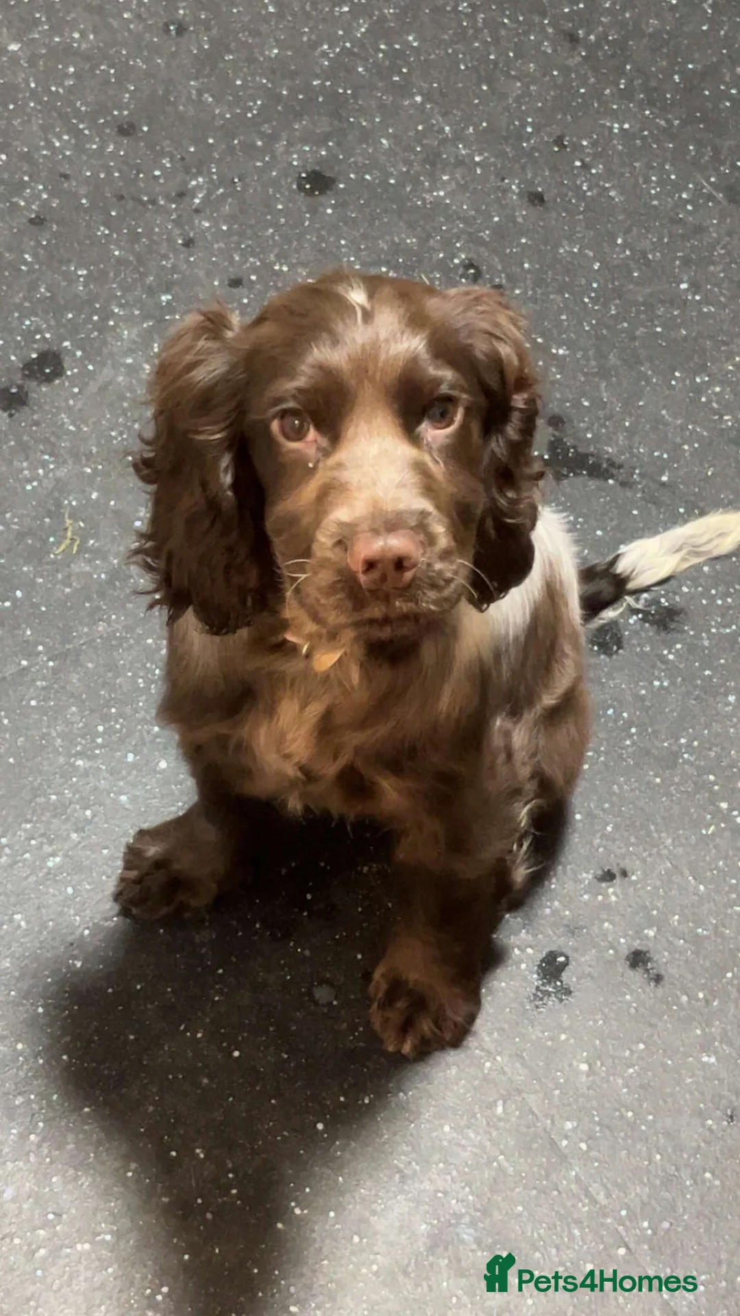 Cocker Spaniel dogs for sale: Cocker spaniel  in Mold - Advert 2