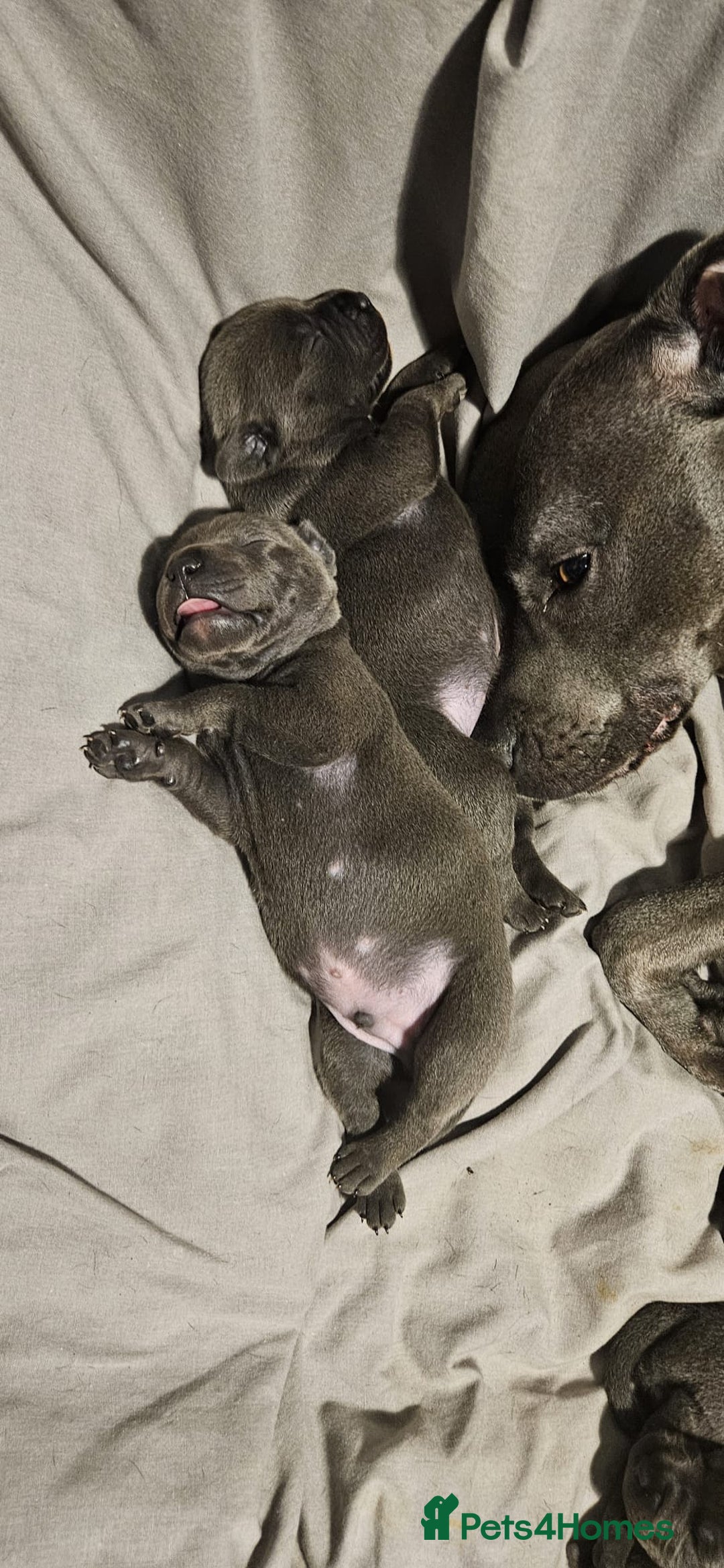 Staffordshire Bull Terrier dogs for sale: KC & DNA Tested Blue Staffordshire Bull Terriers - Advert 5