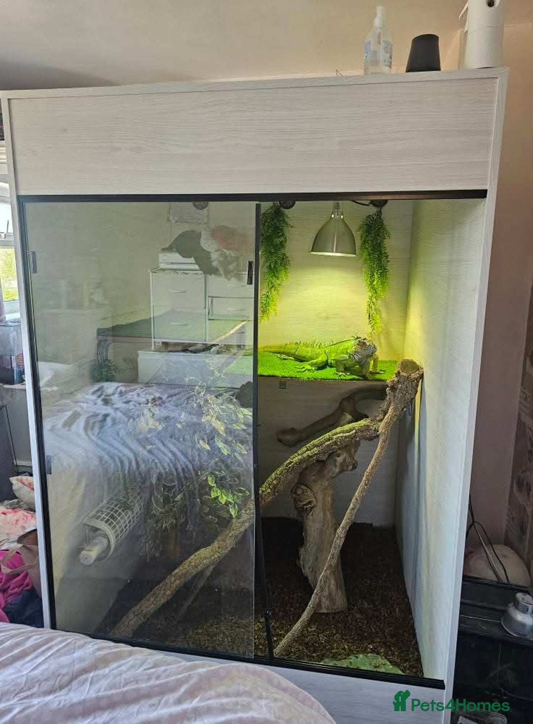 Iguana reptiles for sale: Green Iguana - Image 3