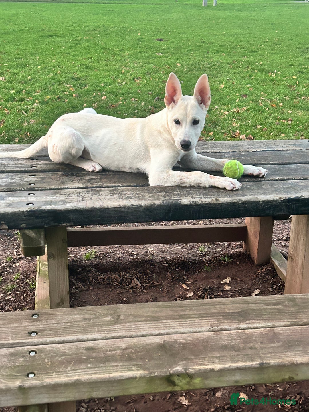 Mixed Breed dogs for sale: Mixed breed  - Advert 1