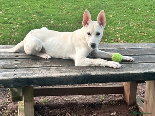 Mixed Breed dogs Mixed breed - Advert 15