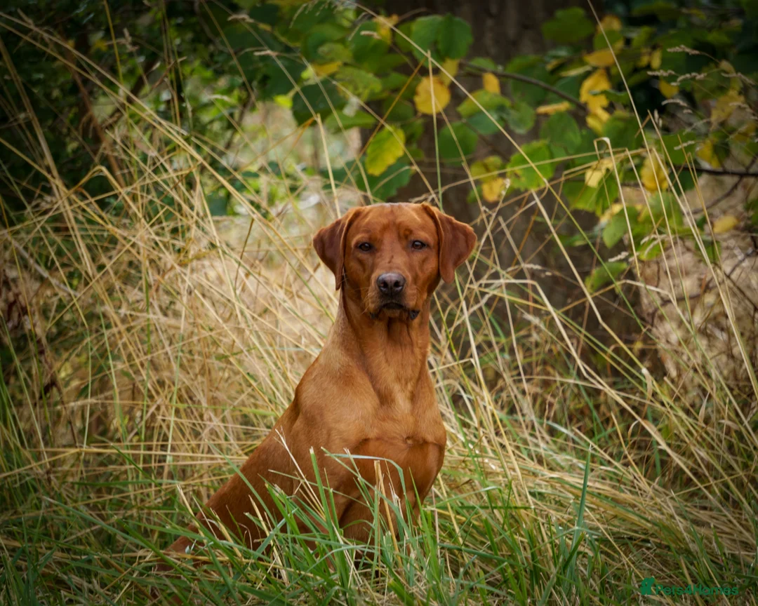 Labrador Retriever dogs for stud: Fantastic Proven Working Labrador at Stud in Melton Mowbray - Advert 5