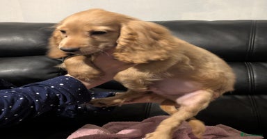 Cocker Spaniel dogs - Advert 10