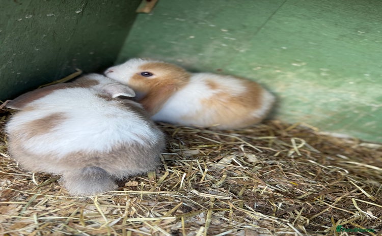 Mini Lop rabbits - Advert 12