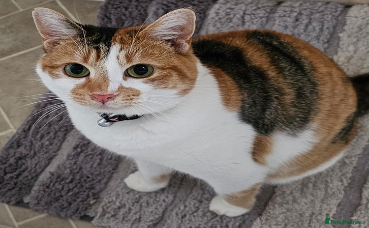 Domestic Shorthair cats - Advert 8