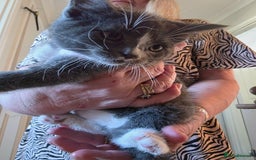 Russian Blue cats for sale: 7 Beautiful Russian blue X kittens  - Image 4