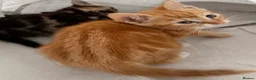 Mixed Breed cats for sale: 2 beautiful sisters  - Advert 7