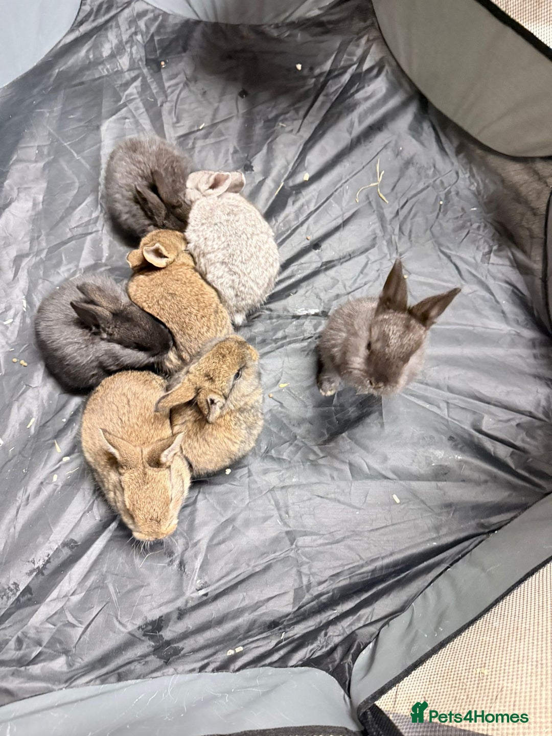 Mixed Breed rabbits for sale: Baby bunnies - Advert 1