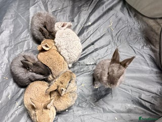 Mixed Breed rabbits Baby bunnies - Advert 16