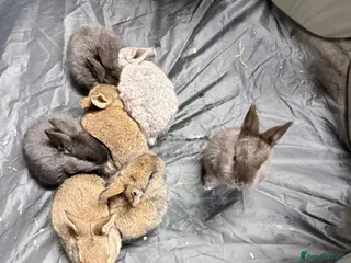 Mixed Breed rabbits Baby bunnies - Advert 18