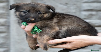 German Shepherd dogs - Advert 3