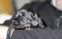 Cockapoo dogs for sale: Beautiful, Rare Cockapoo Puppies – Ready 17th Nov - Image 4