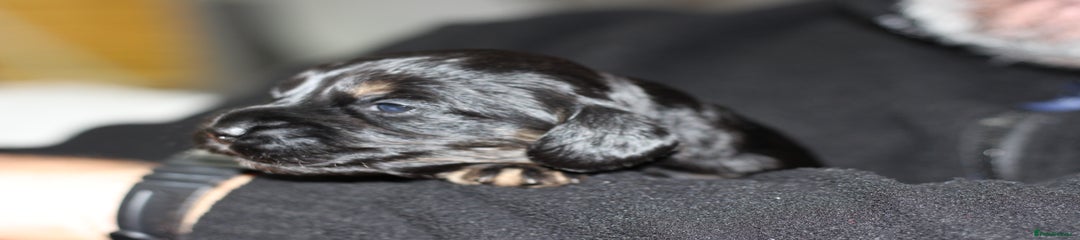Cockapoo "Franco" Black, White and Tan Boy