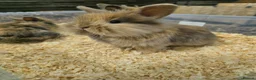 Lionhead rabbits for sale: Gorgoeus lion head babies ☁️🤍 - Advert 14