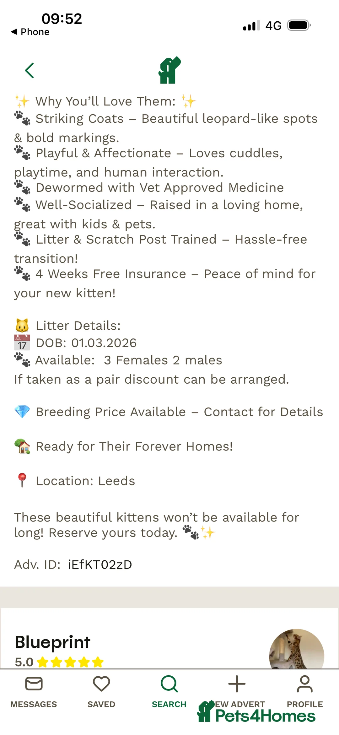 Bengal cats for sale: 9 weeks old bengal kitens - Advert 2