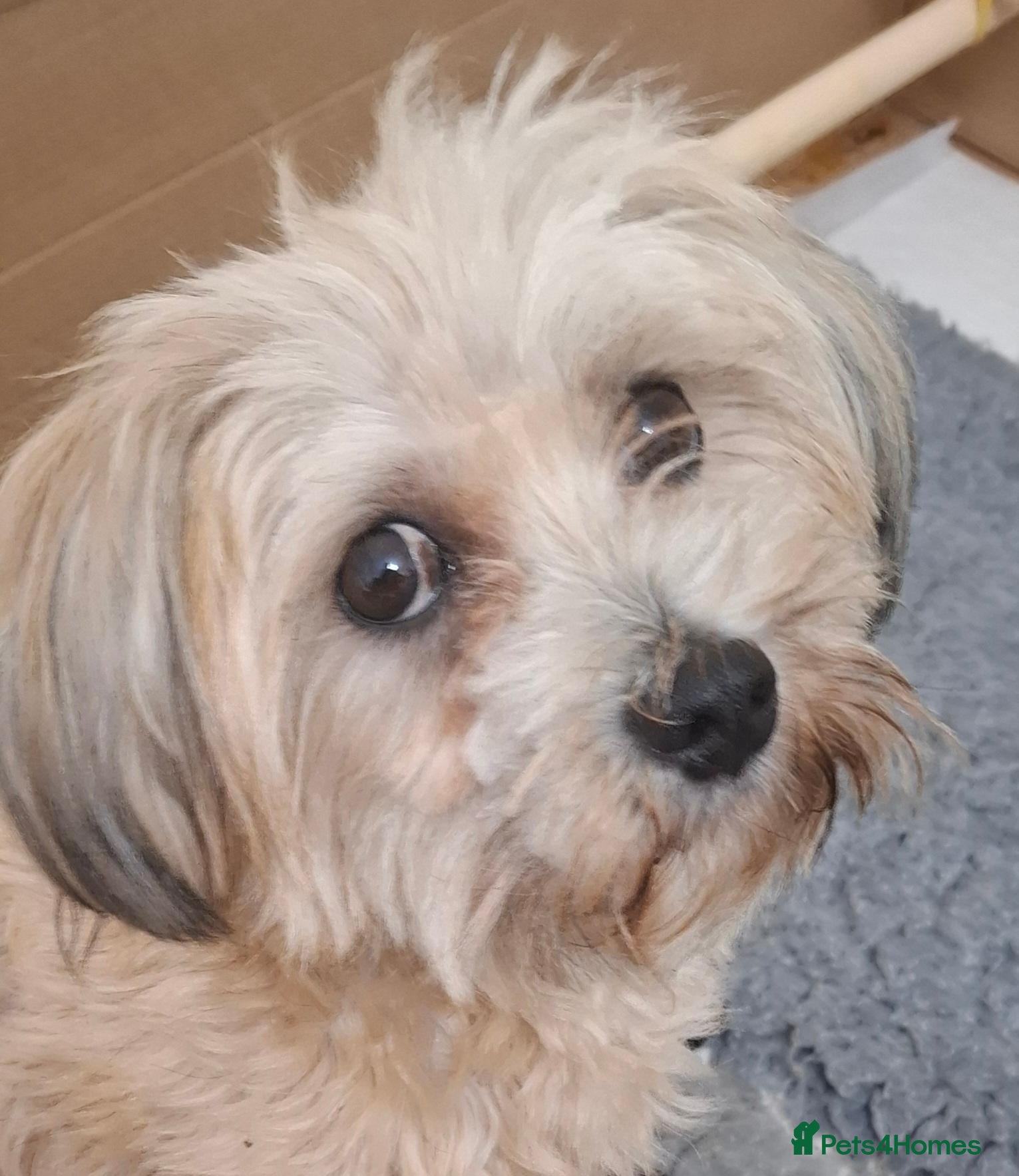 Maltipoo dogs Maltipoos 2 dark coloured boys availablele - Advert 1
