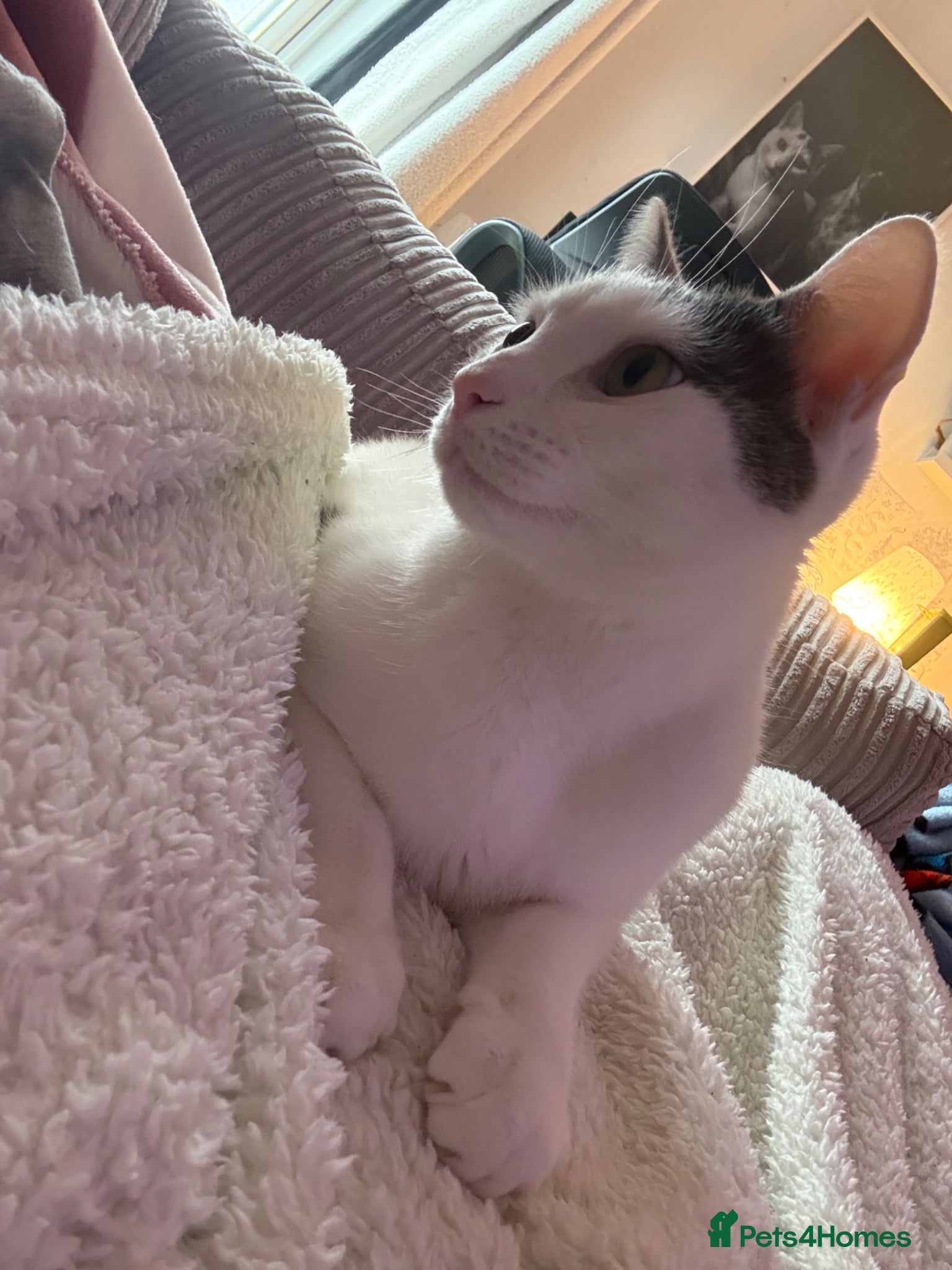 Mixed Breed cats Casper  - Advert 2