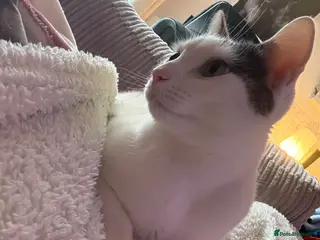 Mixed Breed cats Casper - Advert 1