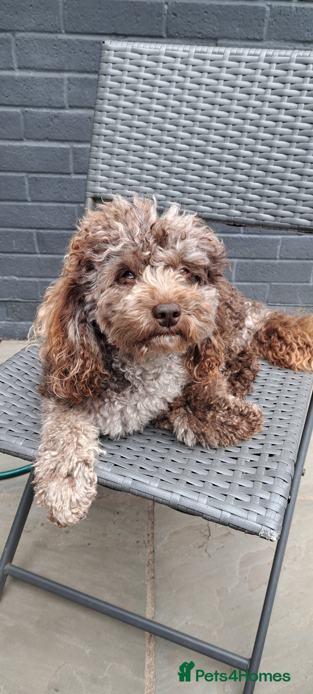 Cockapoo dogs for stud: cockapoo for stud merle DNA health tested, proven  in Bristol - Image 4