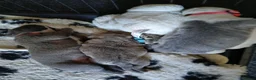 Cane Corso dogs for sale: Cane corso pup in Birmingham - Advert 17